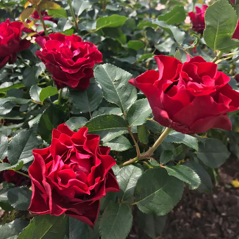 Dancing in the Dark Rose Shrub - Deep Red Flowering Garden Plant 3