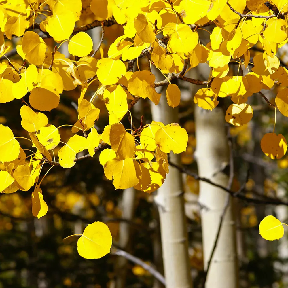 Realistic Quaking Aspen Artificial Tree for Indoor Home and Office Decor