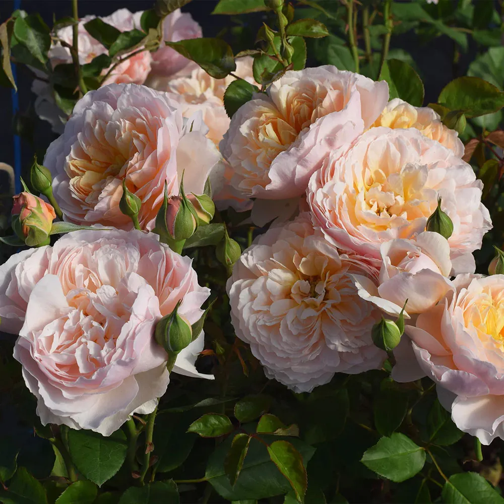 Moonlight in Paris® Rose Shrub - Fragrant Floribunda Garden Plant 8