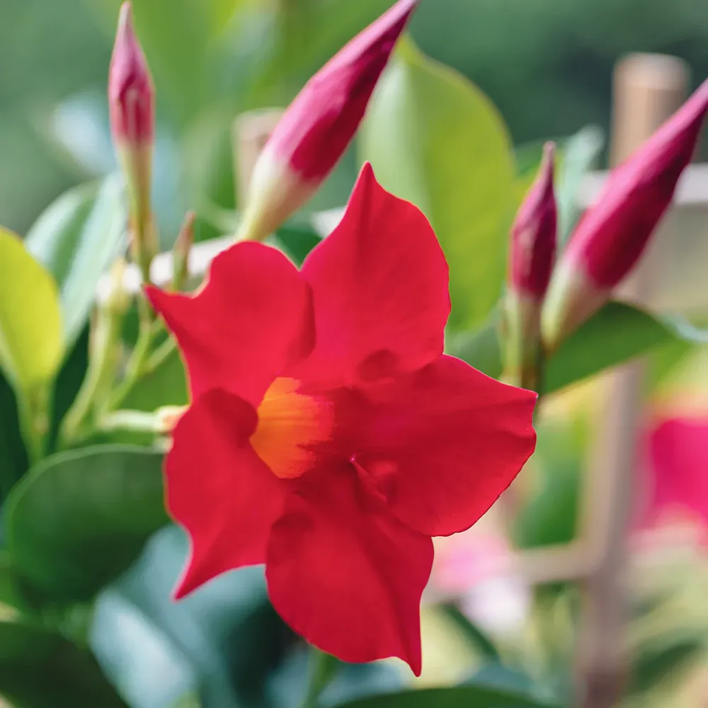 Red Crimson Dipladenia Bush Artificial Flowering Plant for Home and Garden Decor 1