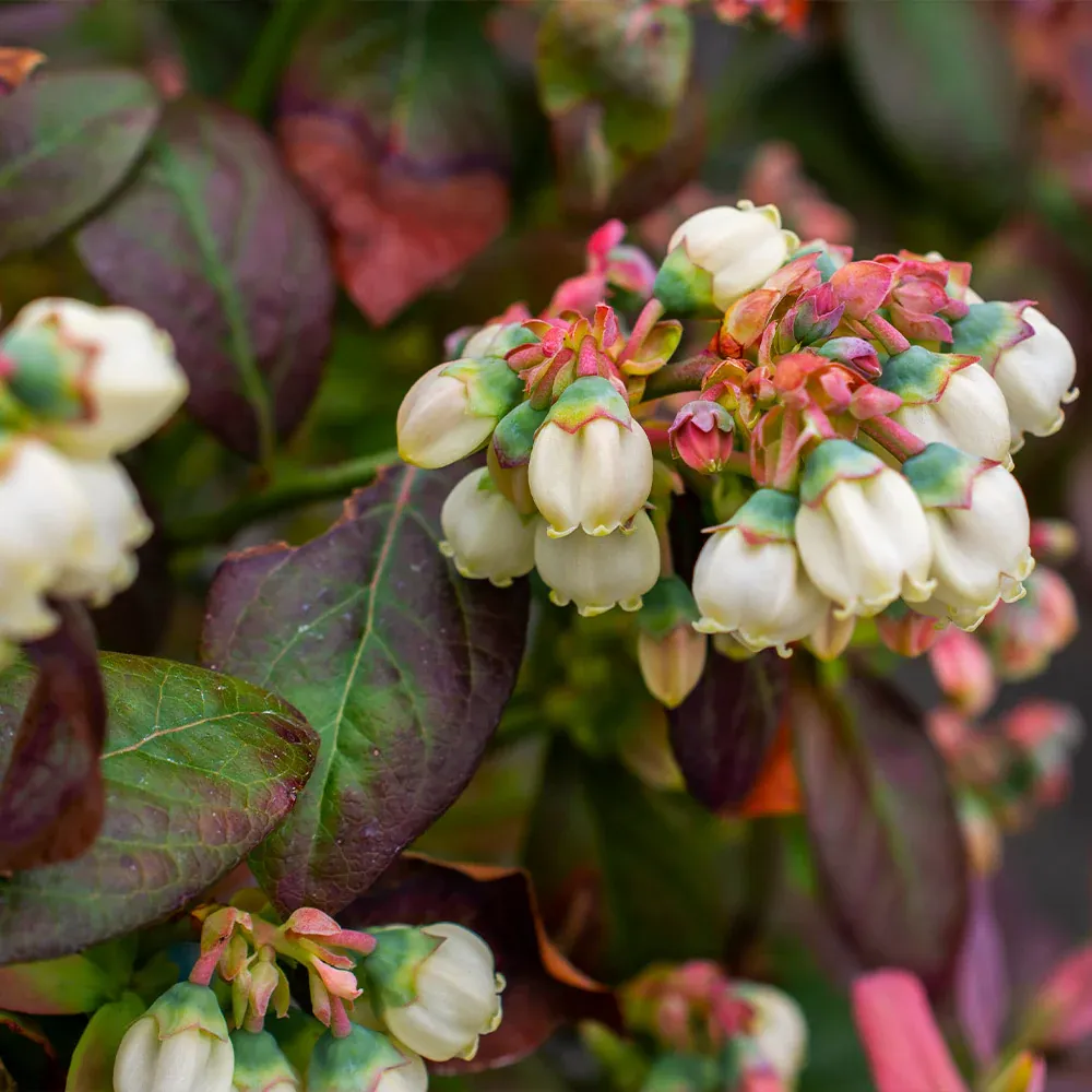 Bushel and Berry® Peach Sorbet™ Blueberry Bush - Compact Ornamental Shrub 3