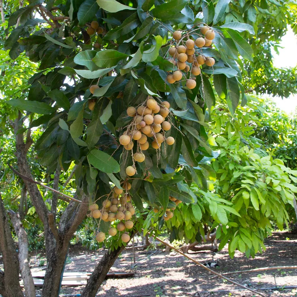 Live Longan Tree (Dimocarpus longan) for Home Garden and Landscaping 1