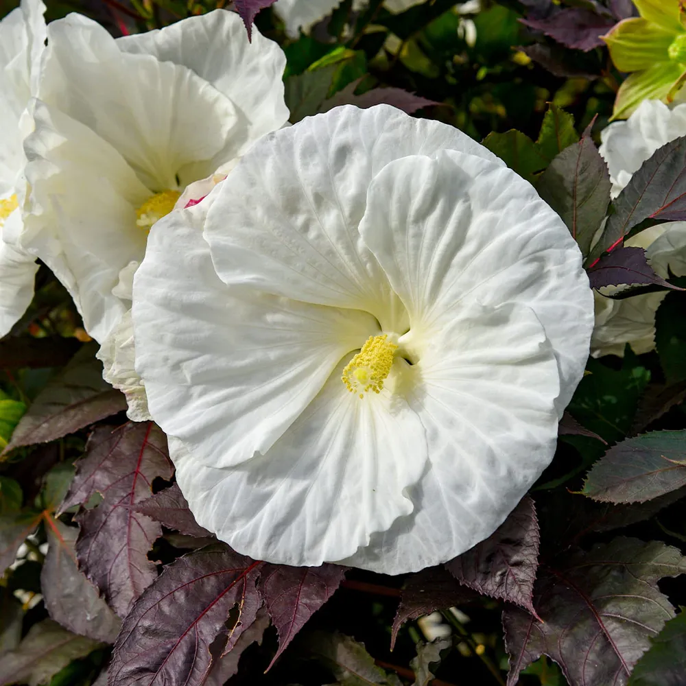Cookies and Cream Hibiscus Hardy Perennial Flowering Shrub 2