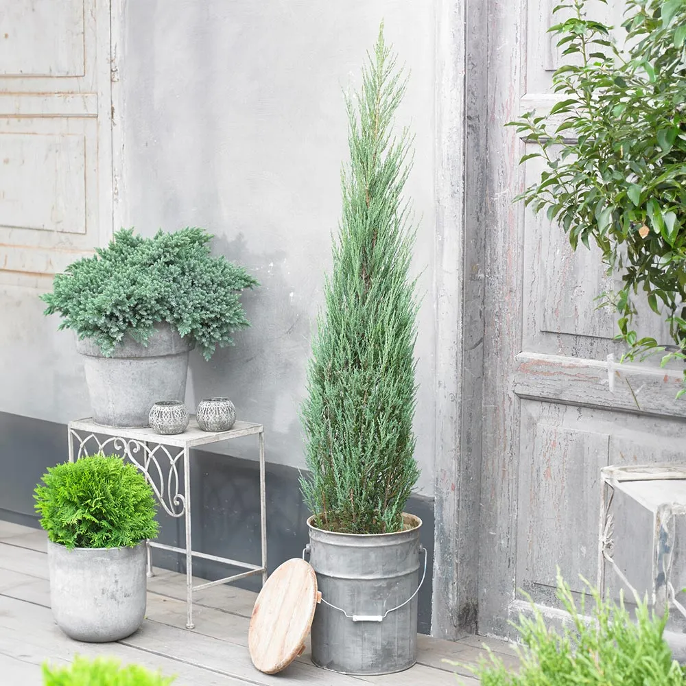 Blue Arrow Juniper Shrub (Juniperus scopulorum) 1
