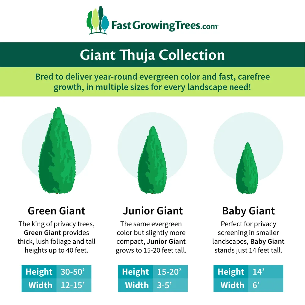 Junior Giant Thuja Tree - Evergreen Privacy Hedge and Landscape Shrub 3