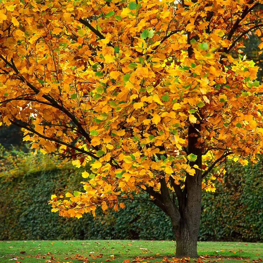 Tulip Poplar Tree (Liriodendron tulipifera) Deciduous Shade Tree