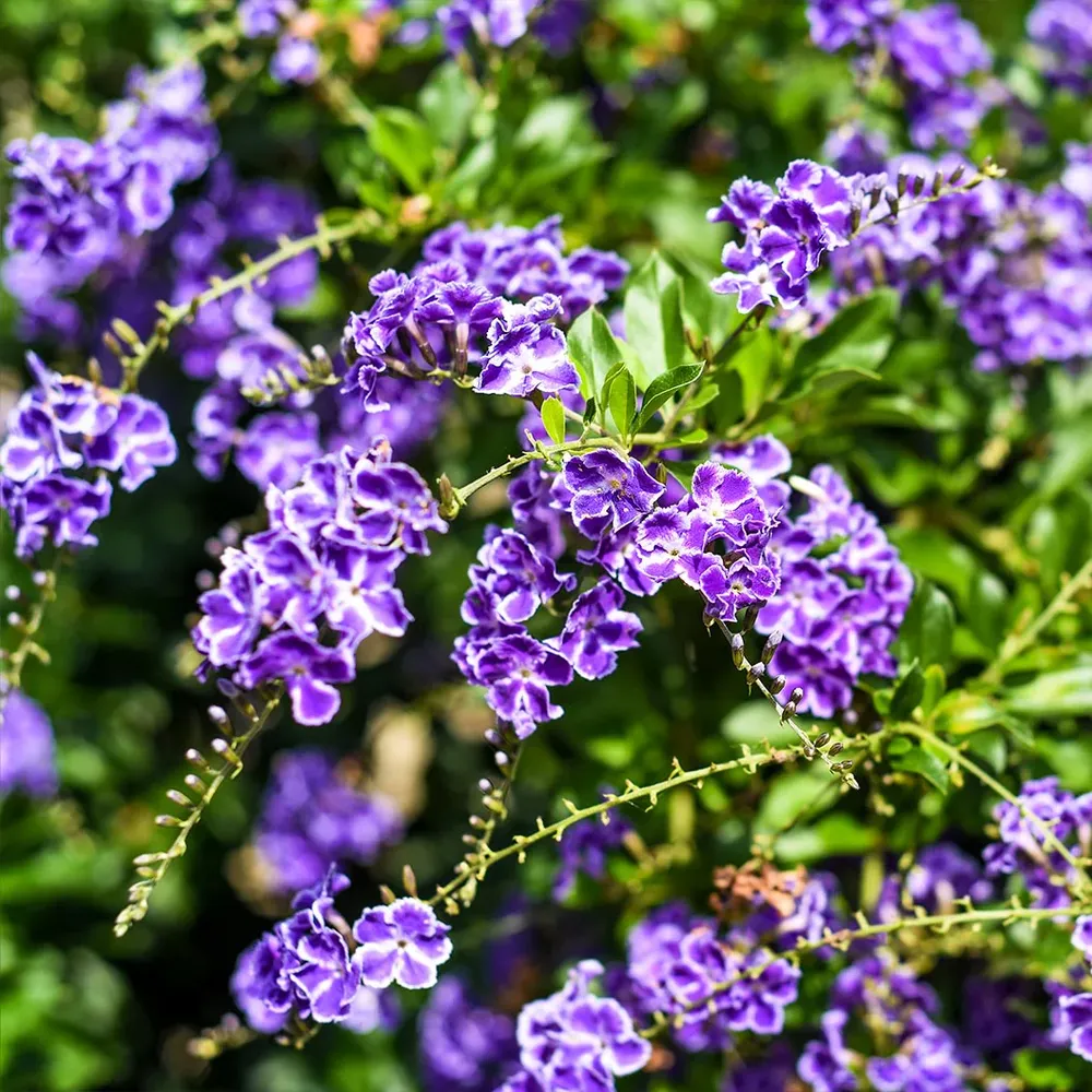Sapphire Showers Duranta Flowering Shrub
