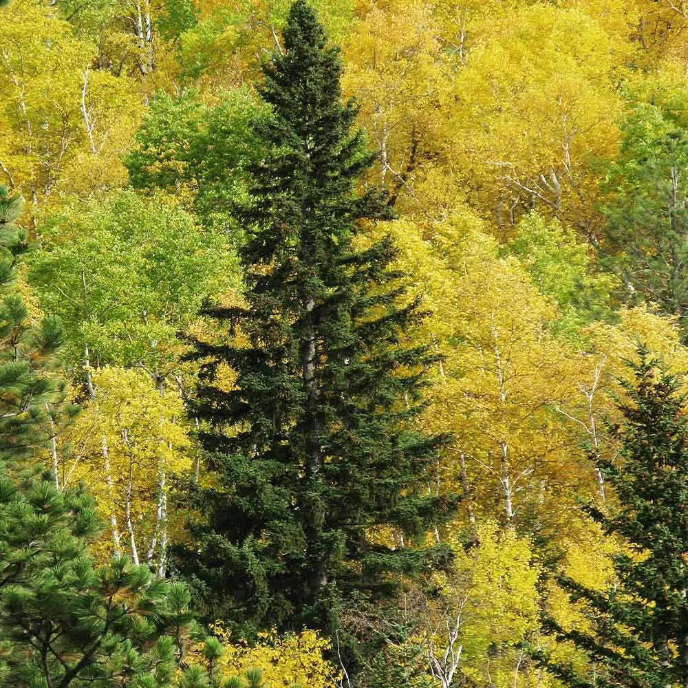 Black Hills Spruce Artificial Christmas Tree with Realistic Foliage