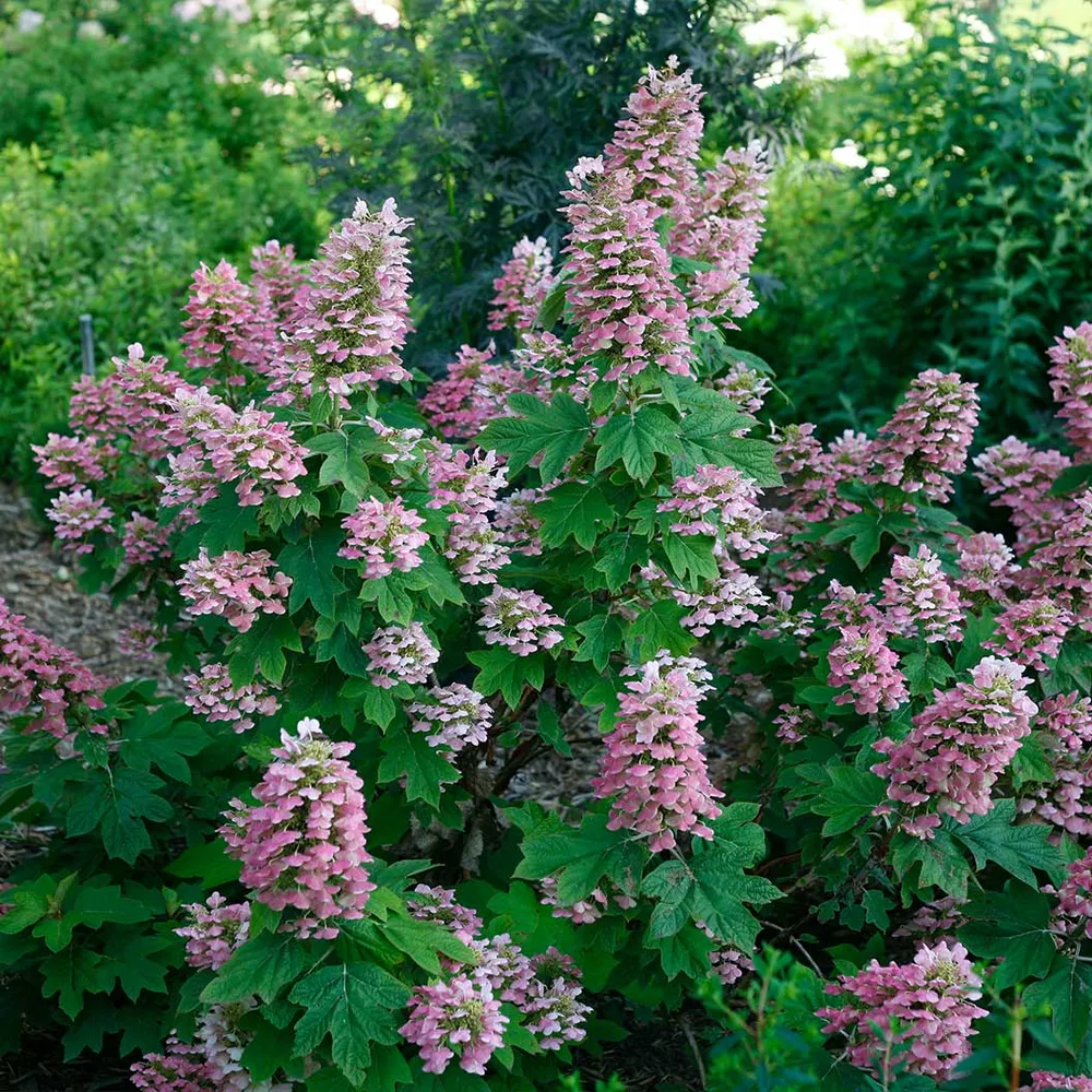 Gatsby Pink Oakleaf Hydrangea Shrub - Pink Flowering Deciduous Ornamental Plant
