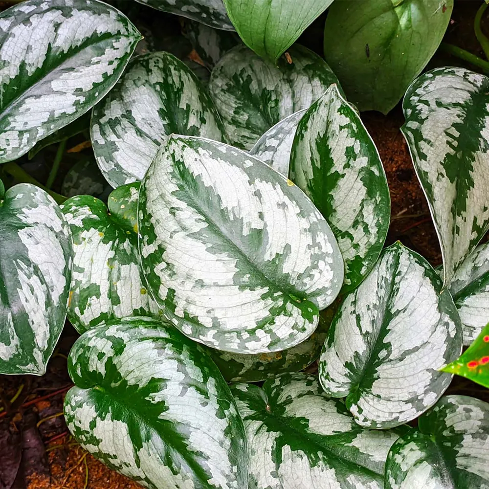 Silver Pothos (Scindapsus Pictus) Trailing Indoor Houseplant 3