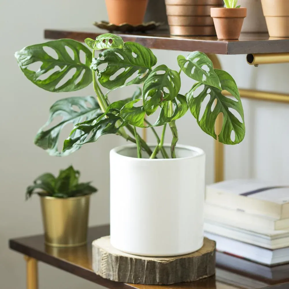 Monstera Adansonii Swiss Cheese Vine Tropical Houseplant 1