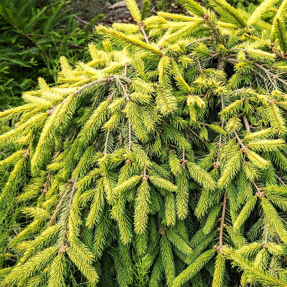 Gold Drift Norway Spruce Artificial Christmas Tree 1