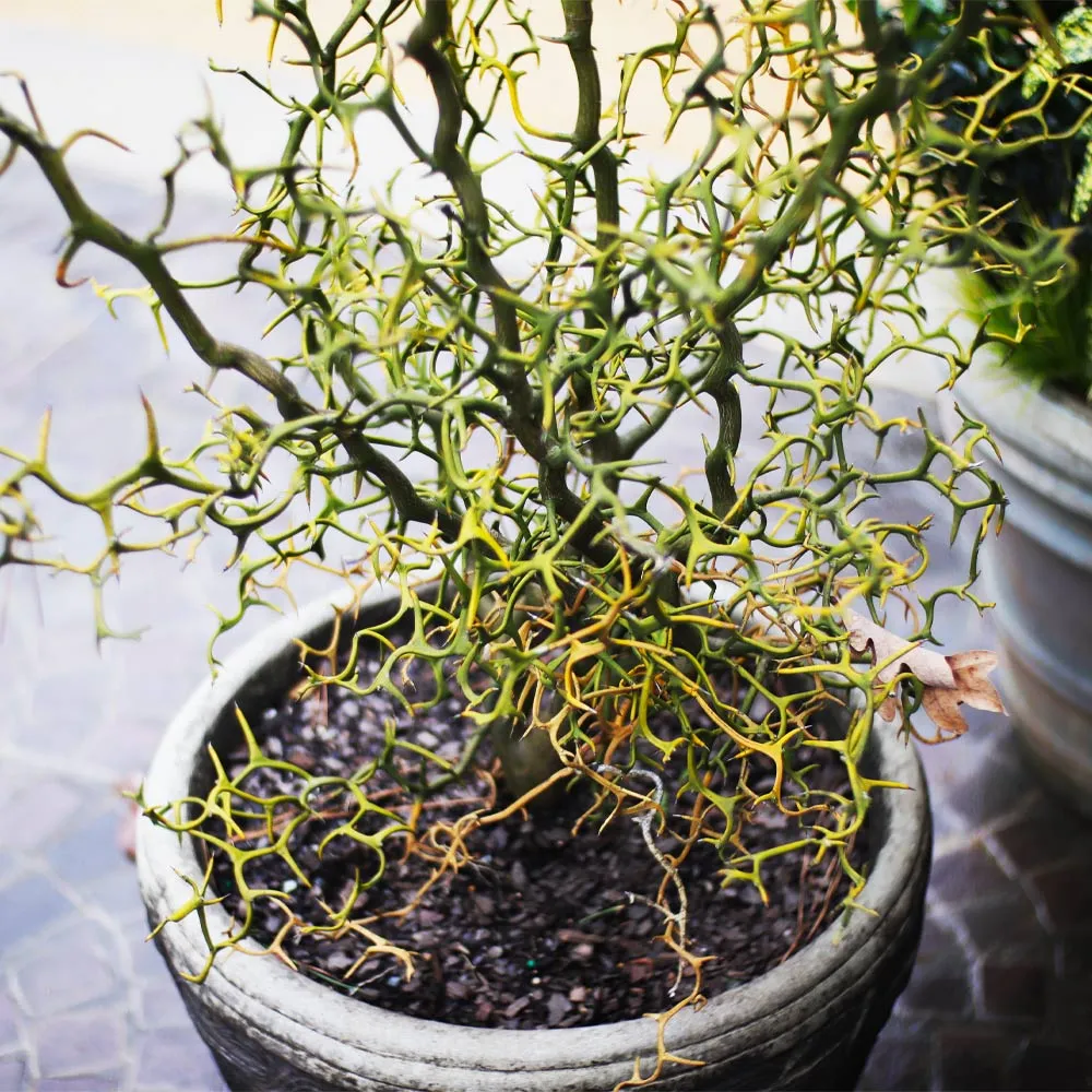 Flying Dragon Hardy Orange Tree (Poncirus trifoliata) - Contorted Ornamental Citrus 2