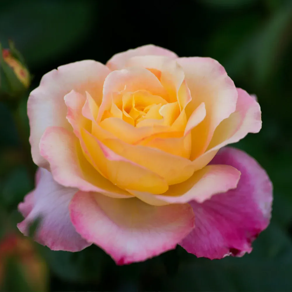 Peace Rose Shrub in Fiber Pot 1