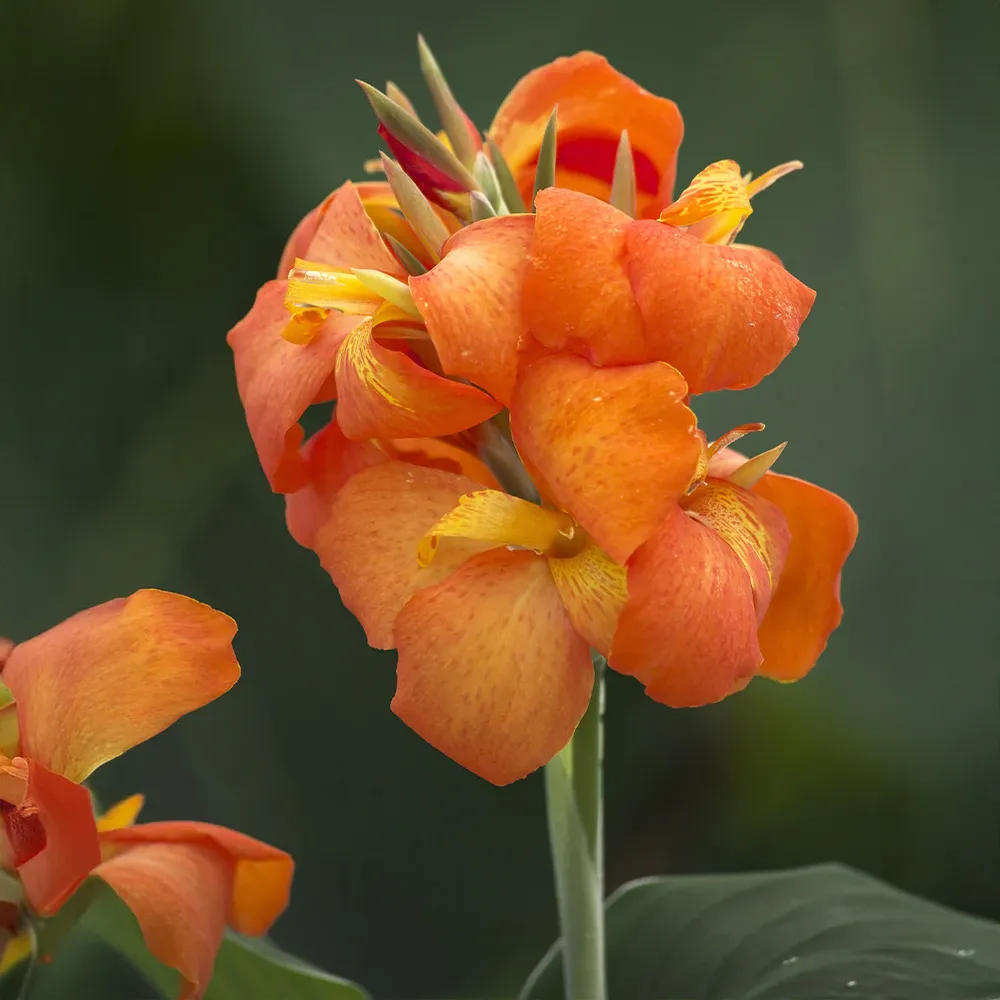 Cannova® Orange Shades Canna Lily Plant - Vibrant Perennial for Garden Landscapes