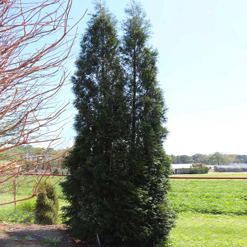 Full Speed A Hedge® American Pillar Arborvitae - Fast-Growing Evergreen Privacy Screen 4