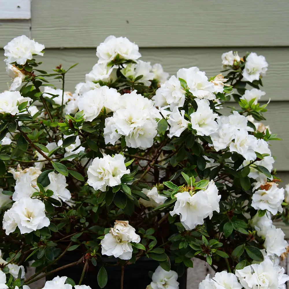 Perfecto Mundo® Double White Azalea Shrub - Reblooming Evergreen Flowering Plant 1
