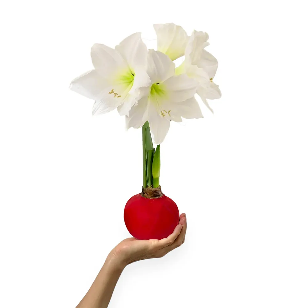 Red Wax-Dipped Amaryllis Bulb with White Blooms