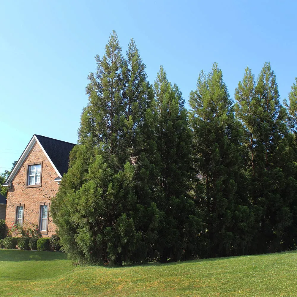 Cryptomeria Radicans Japanese Cedar Evergreen Conifer 5