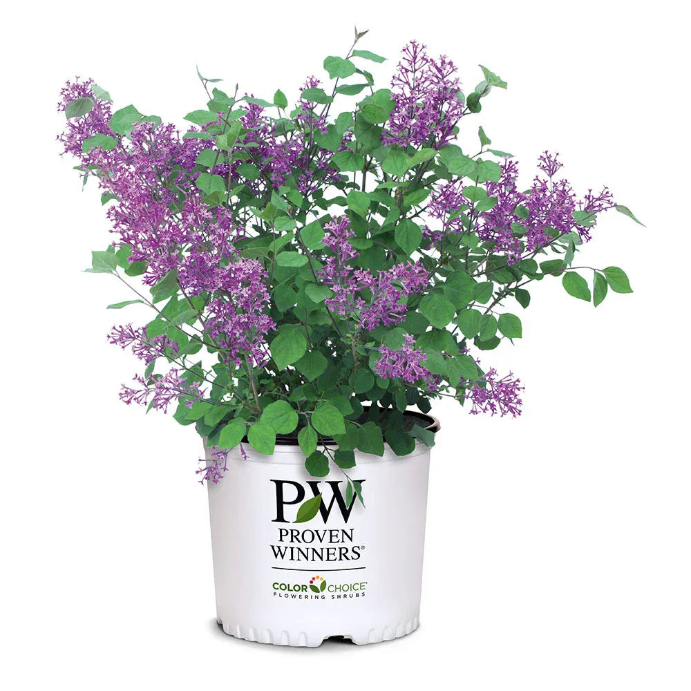 Proven Winners® Bloomerang® Reblooming Lilac Shrub 4