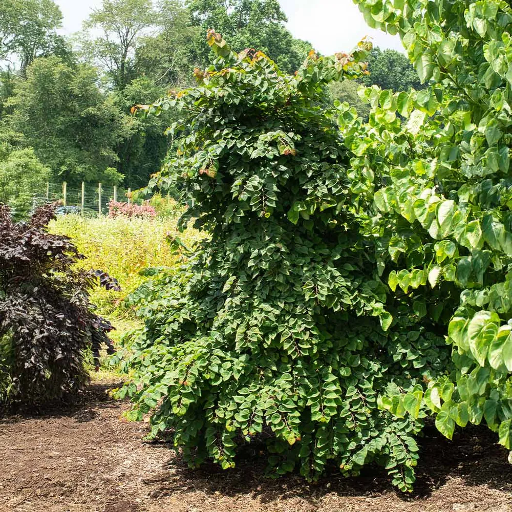 Emerald Falls Redbud Tree - Weeping Cercis canadensis Ornamental Tree 2