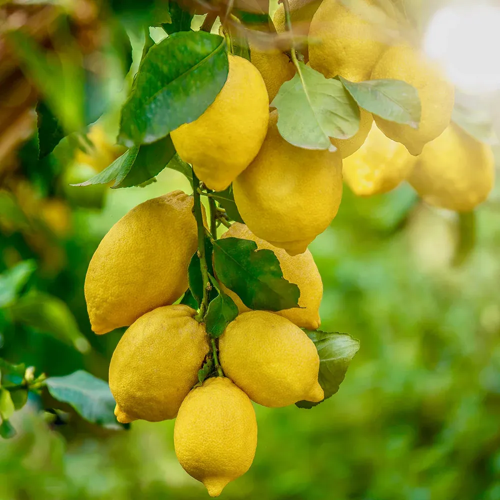 Artificial Lemon Tree for Indoor Home and Office Decoration 3