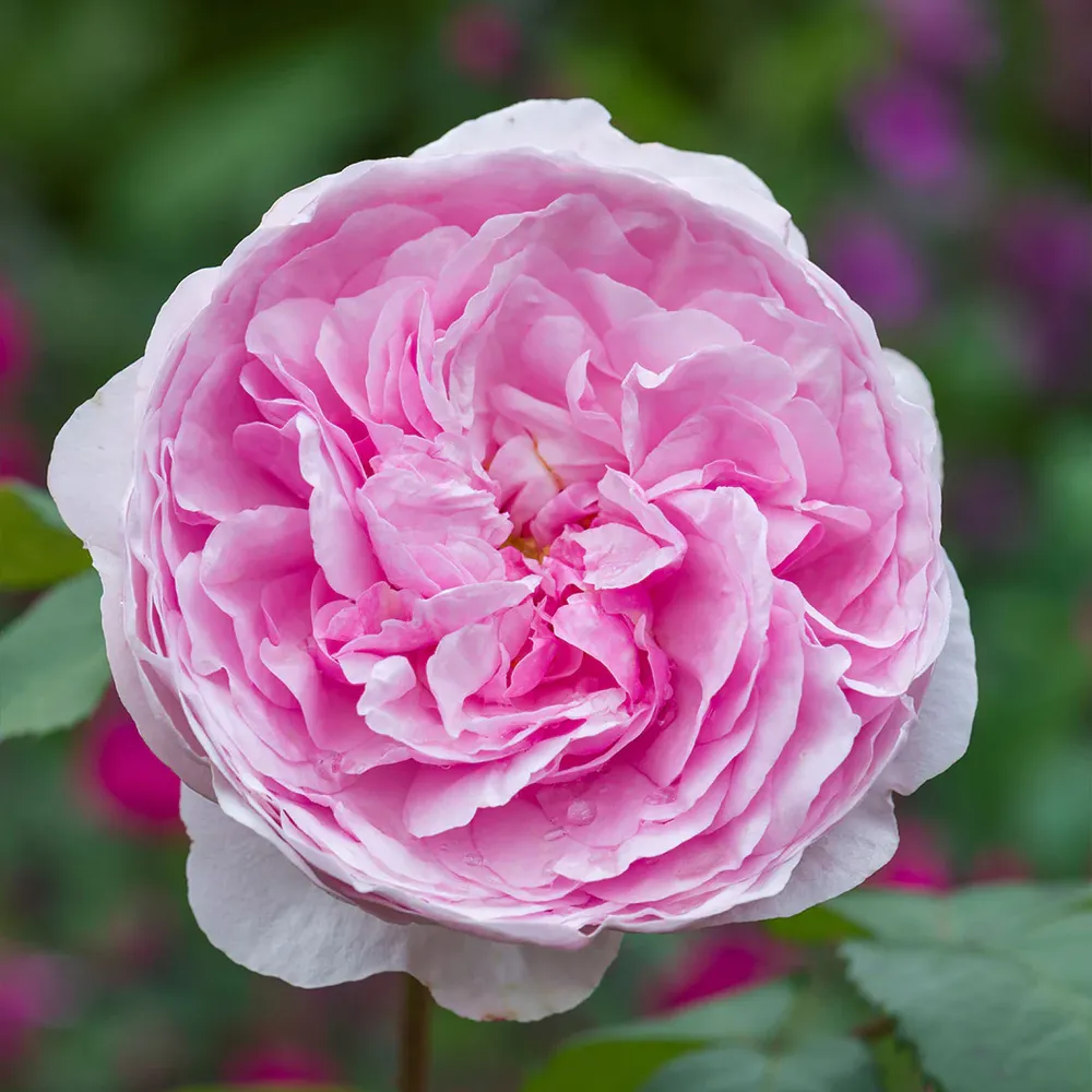David Austin® Olivia Rose Austin® Rose Bush - Repeat-Flowering English Shrub Rose