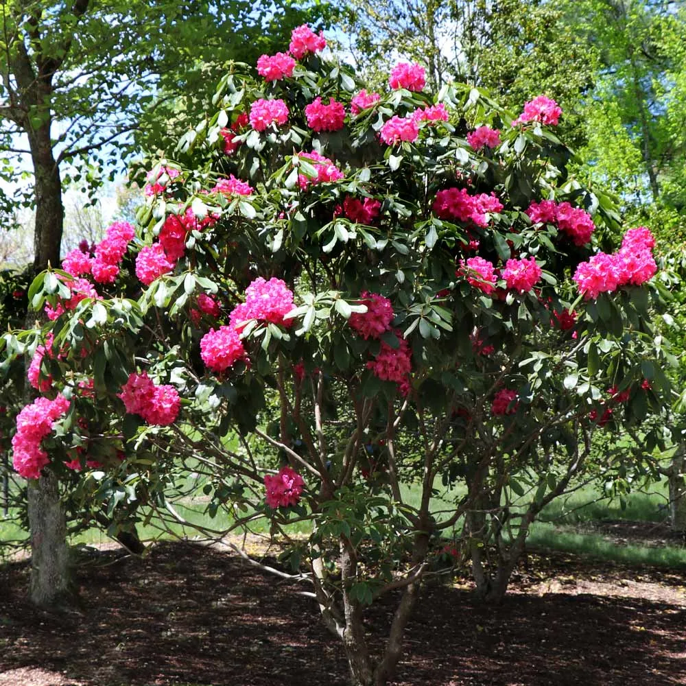 Red Rhododendron Shrub - Evergreen Flowering Ornamental Plant 2