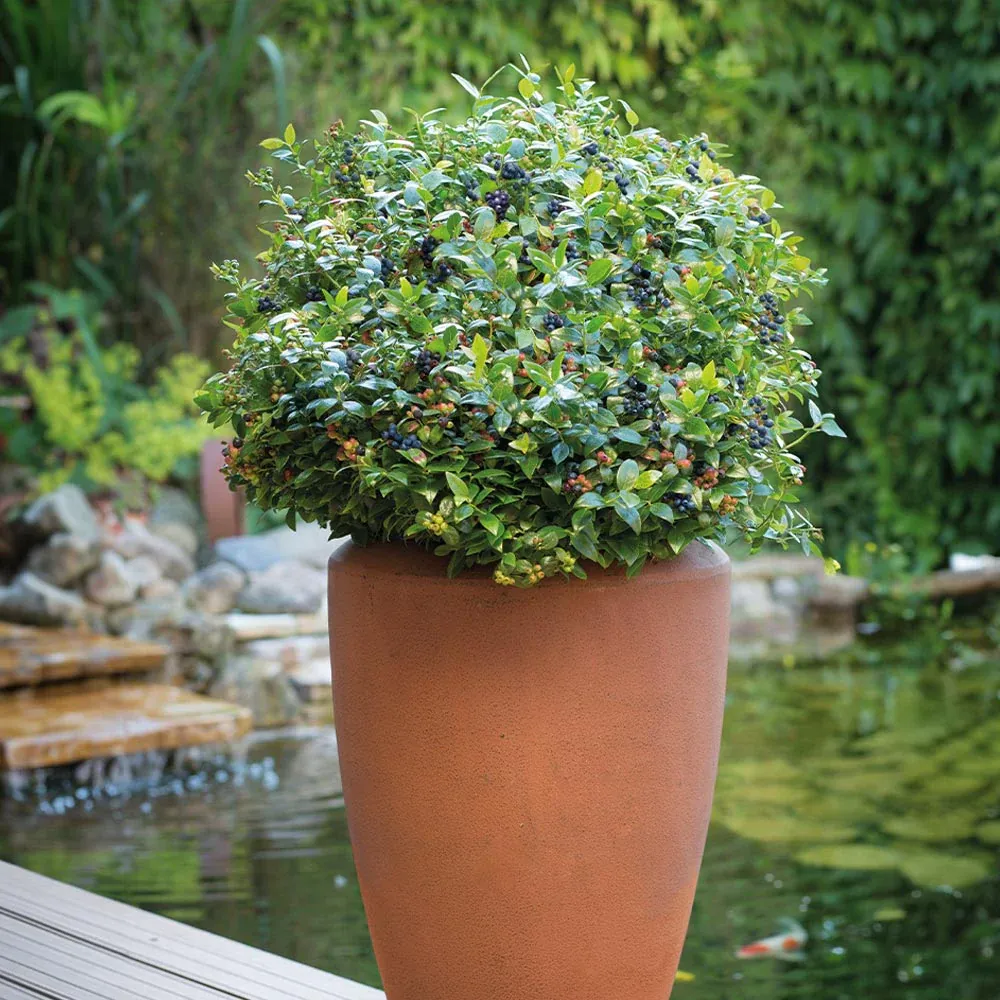 Bushel and Berry® BerryBux® Blueberry - Compact Edible Ornamental Shrub 1