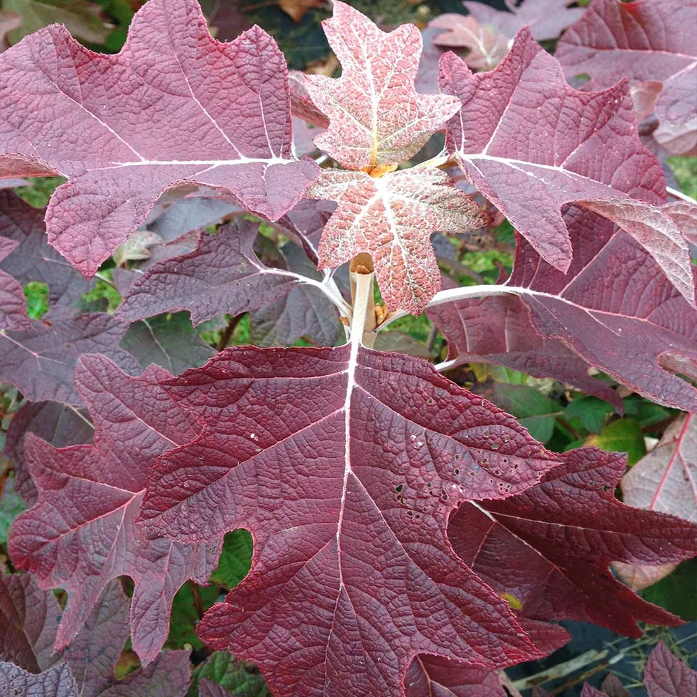 Gatsby Pink Oakleaf Hydrangea Shrub - Pink Flowering Deciduous Ornamental Plant 4
