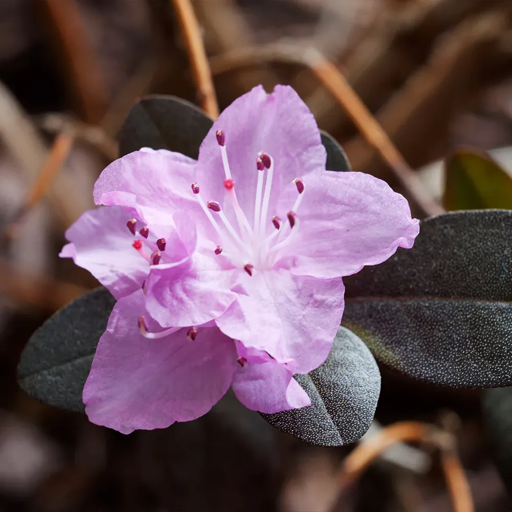 PJM Elite Rhododendron Shrub - Cold Hardy Evergreen Flowering Plant 1