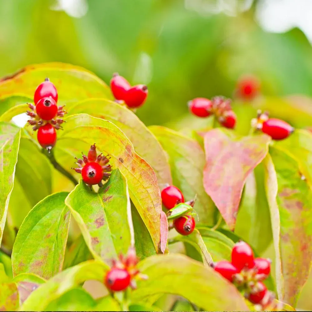 Cloud 9 Dogwood Tree - Ornamental Flowering Deciduous Tree 4
