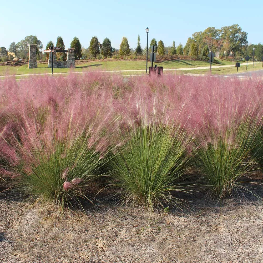 Pink Muhly Grass (Muhlenbergia capillaris) Ornamental Perennial Seeds 1