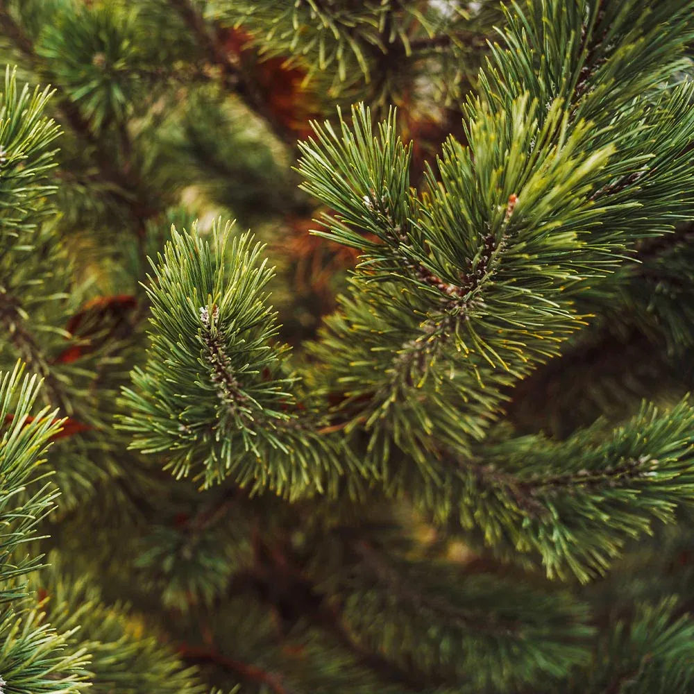 Tannenbaum Mugo Pine Dwarf Evergreen Conifer 2