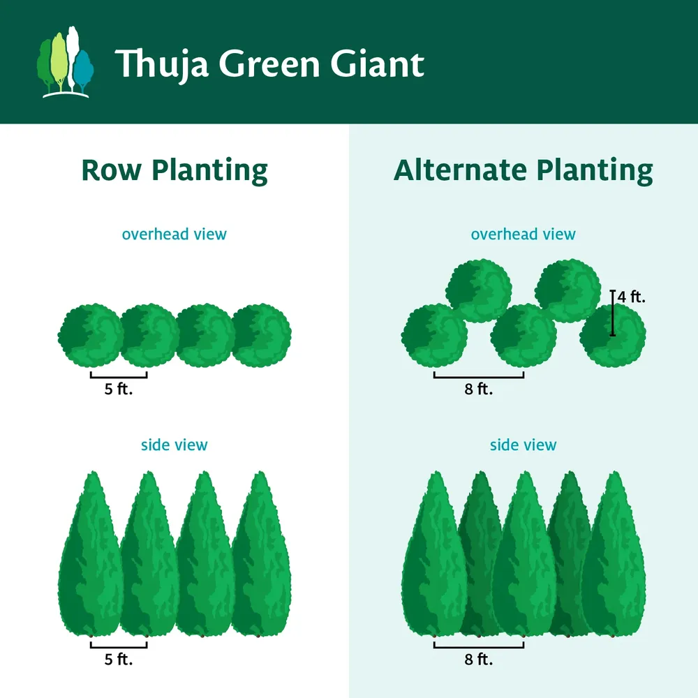 Thuja Green Giant Arborvitae - Fast-Growing Evergreen Privacy Tree 6
