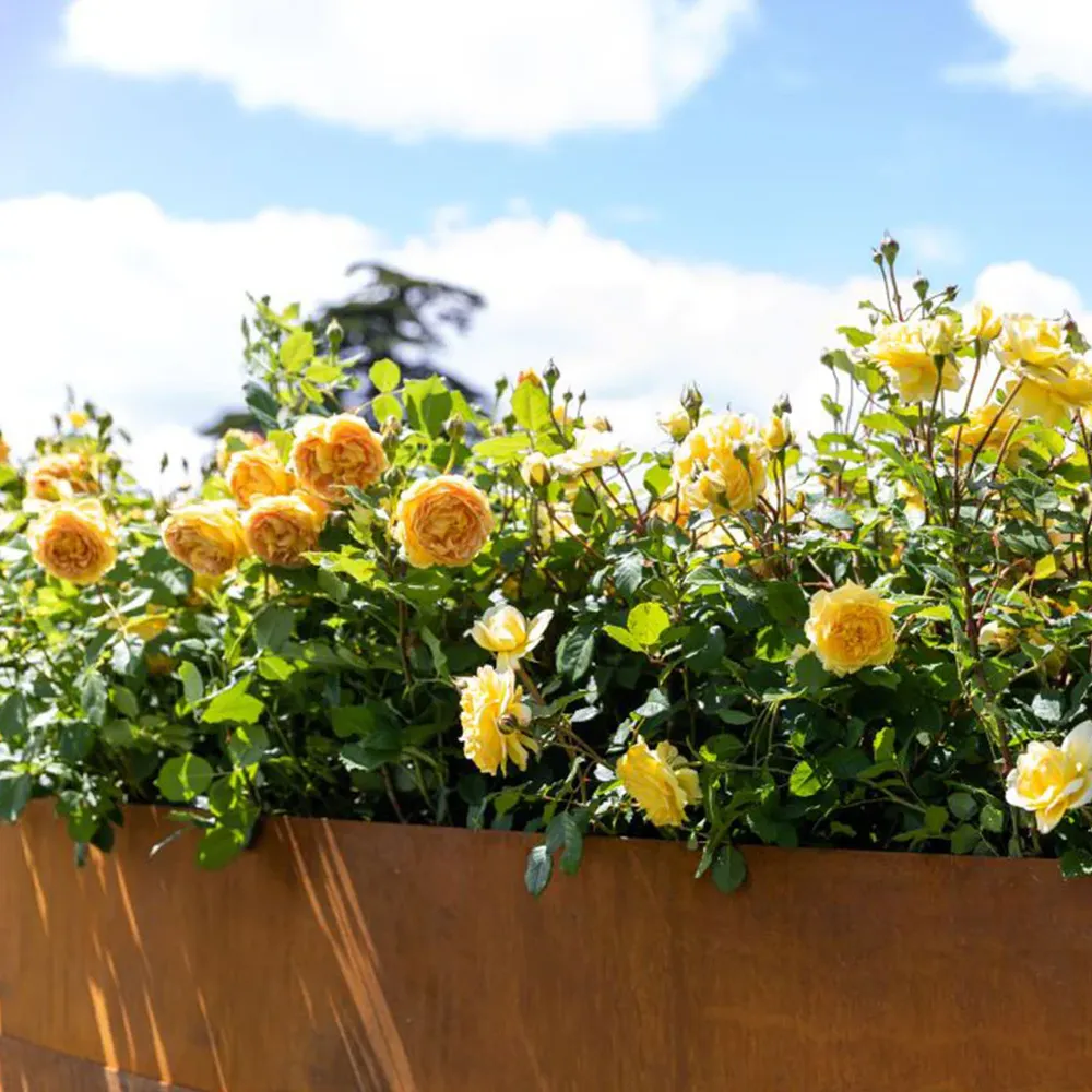 David Austin® The Poet's Wife Rose Shrub 3