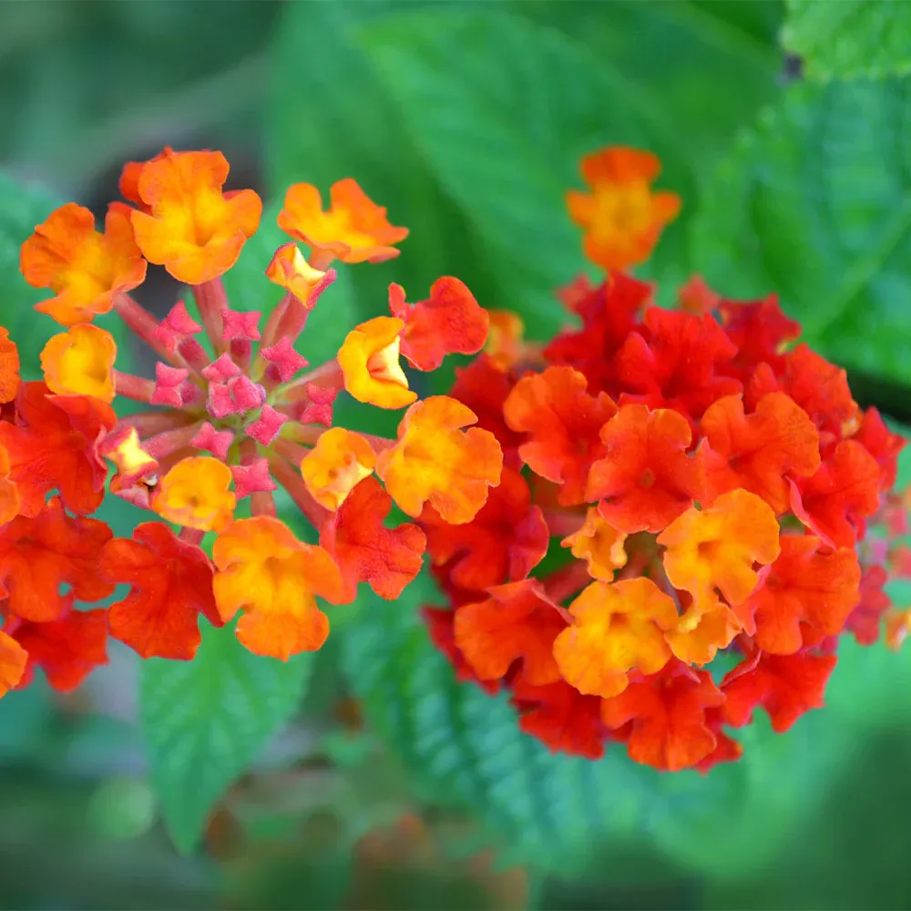Dallas Red Lantana Vibrant Flowering Perennial Shrub 1