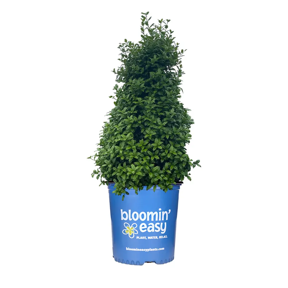 Evergreen Holly Shrub for Garden Landscaping and Privacy Screening 3
