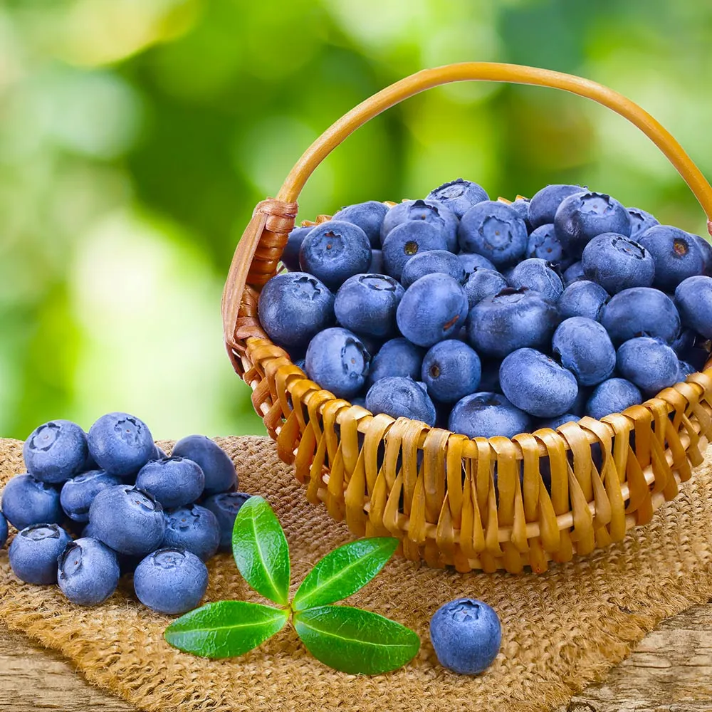 Toro Blueberry Bush - Northern Highbush Fruit-Bearing Shrub 3