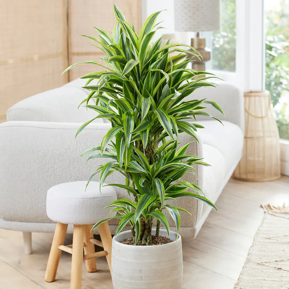 Warneckii Lemon Lime Dracaena Variegated Indoor Houseplant