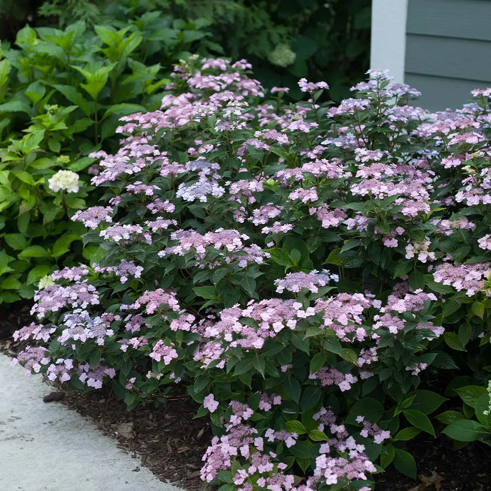 Tiny Tuff Stuff™ Hydrangea Mountain Hydrangea Compact Flowering Shrub