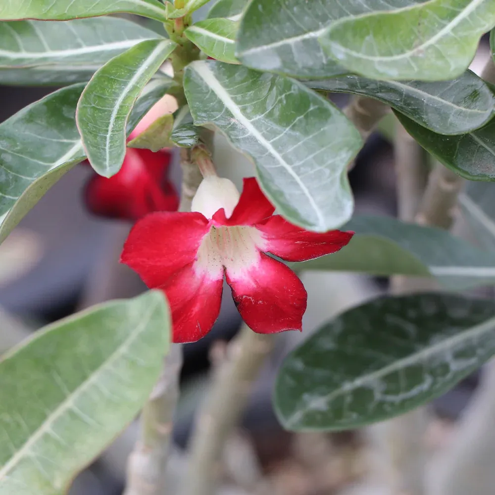 Desert Rose Adenium Obesum Succulent Plant 2