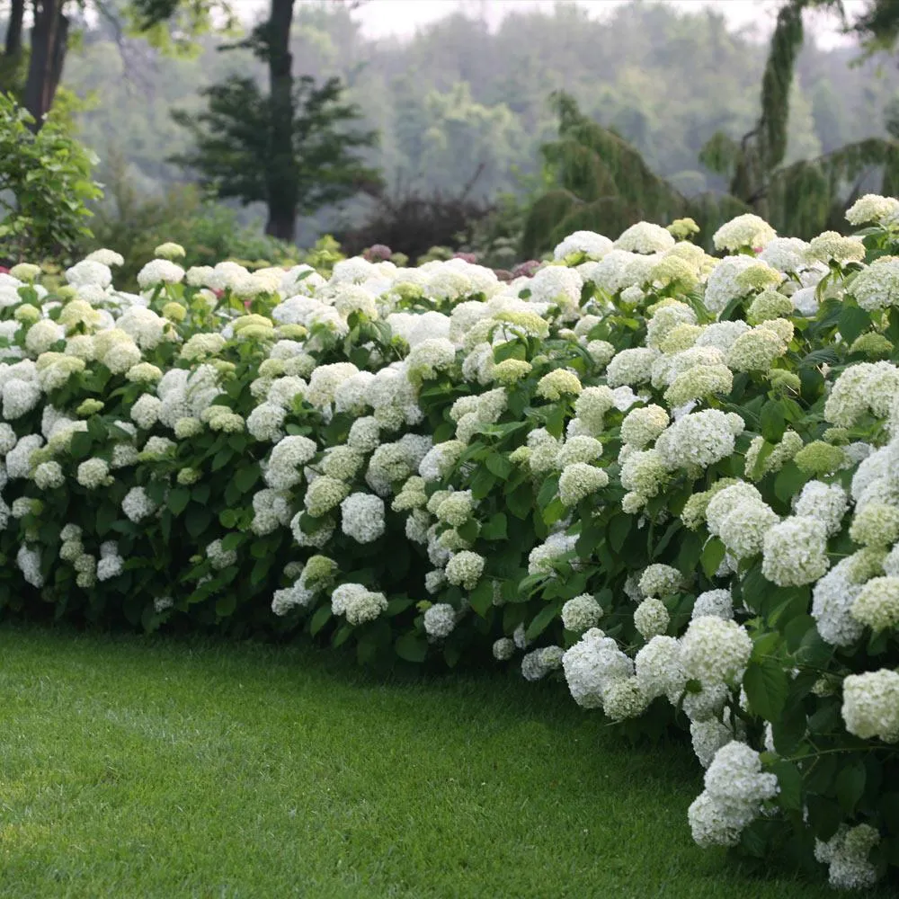 Incrediball® Hydrangea Arborescens - Large White Flowering Shrub 1