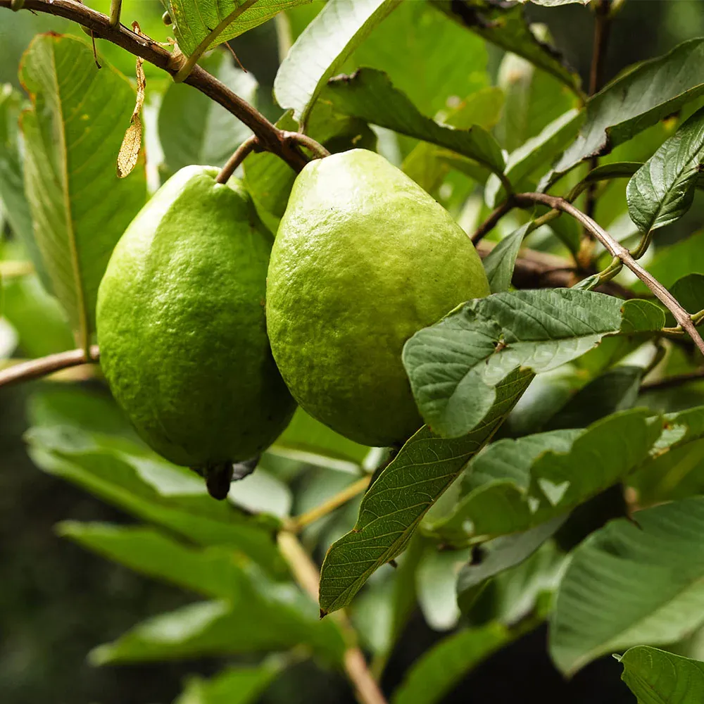 Ruby Supreme Guava Tree - Live Fruit-Bearing Tropical Plant 4