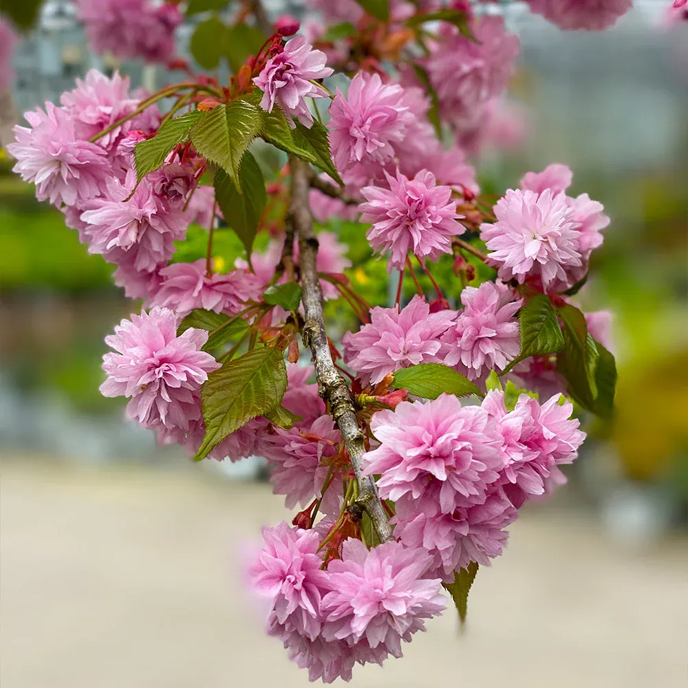 Weeping Extraordinaire™ Cherry Tree - Ornamental Flowering Deciduous Tree 3