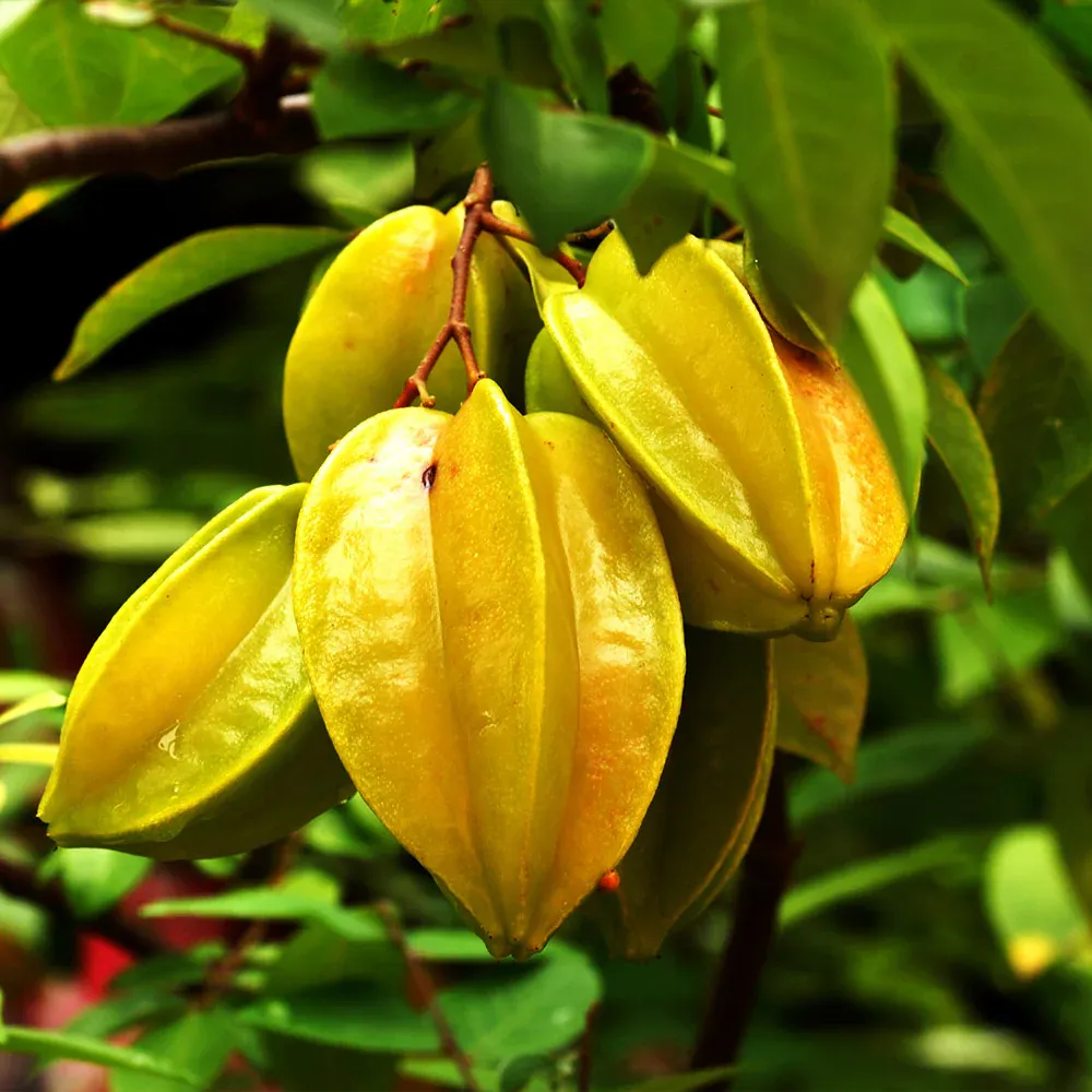 Starfruit 'Carambola' Live Fruit Tree - Tropical Garden Plant