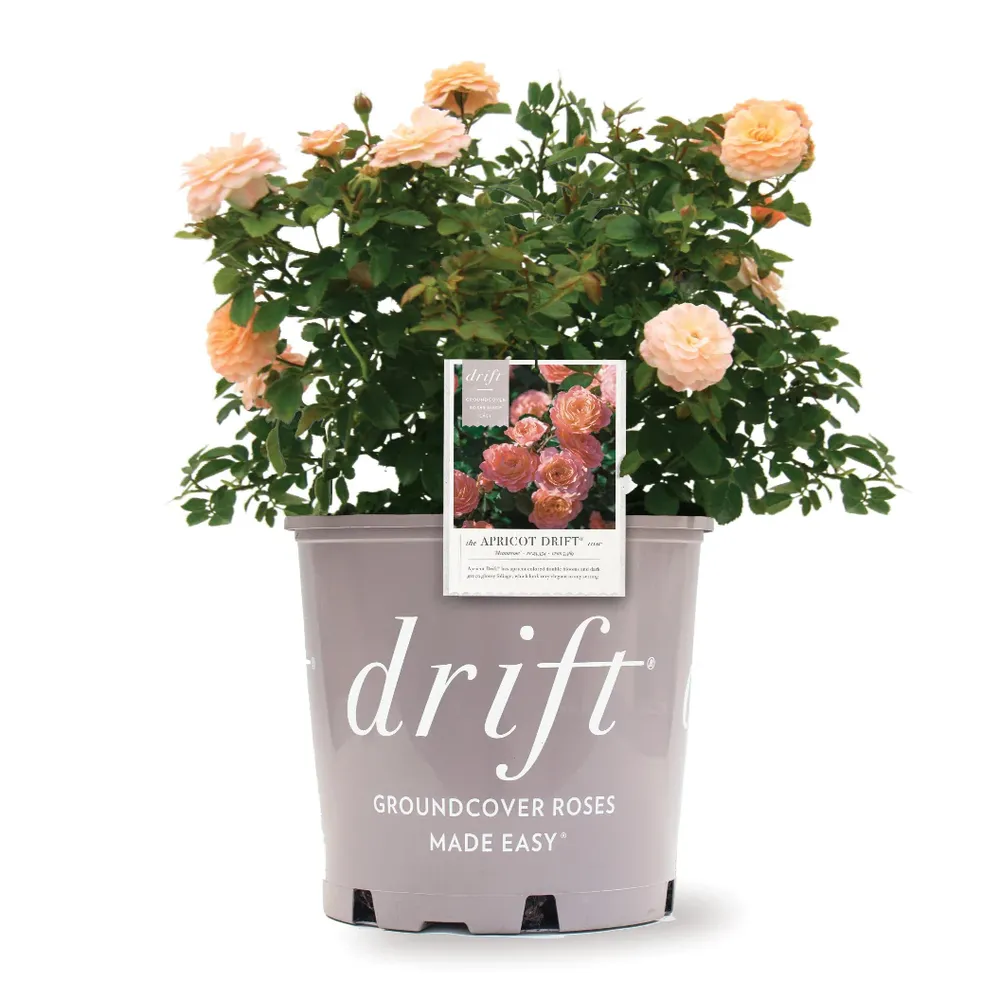 Apricot Drift® Rose - Continuous Blooming Groundcover Shrub 2