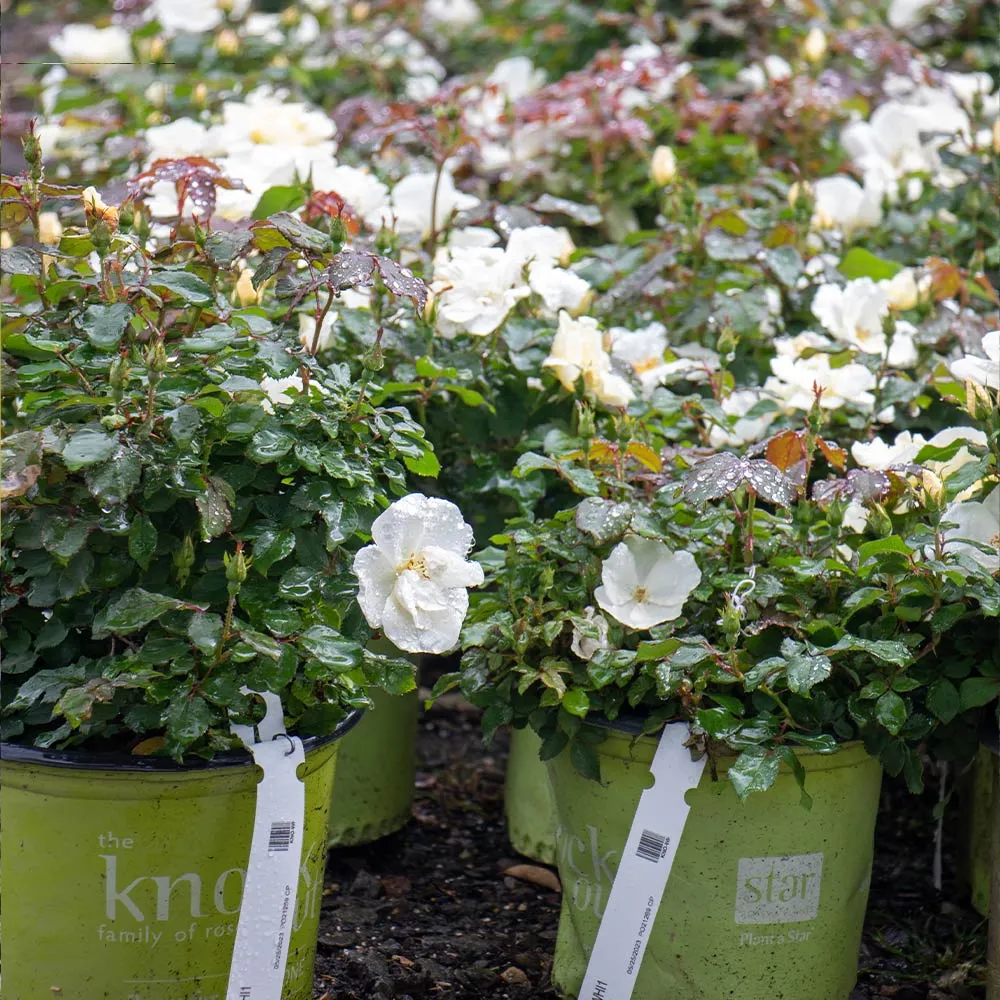 White Knock Out Rose - Disease Resistant Flowering Shrub 3