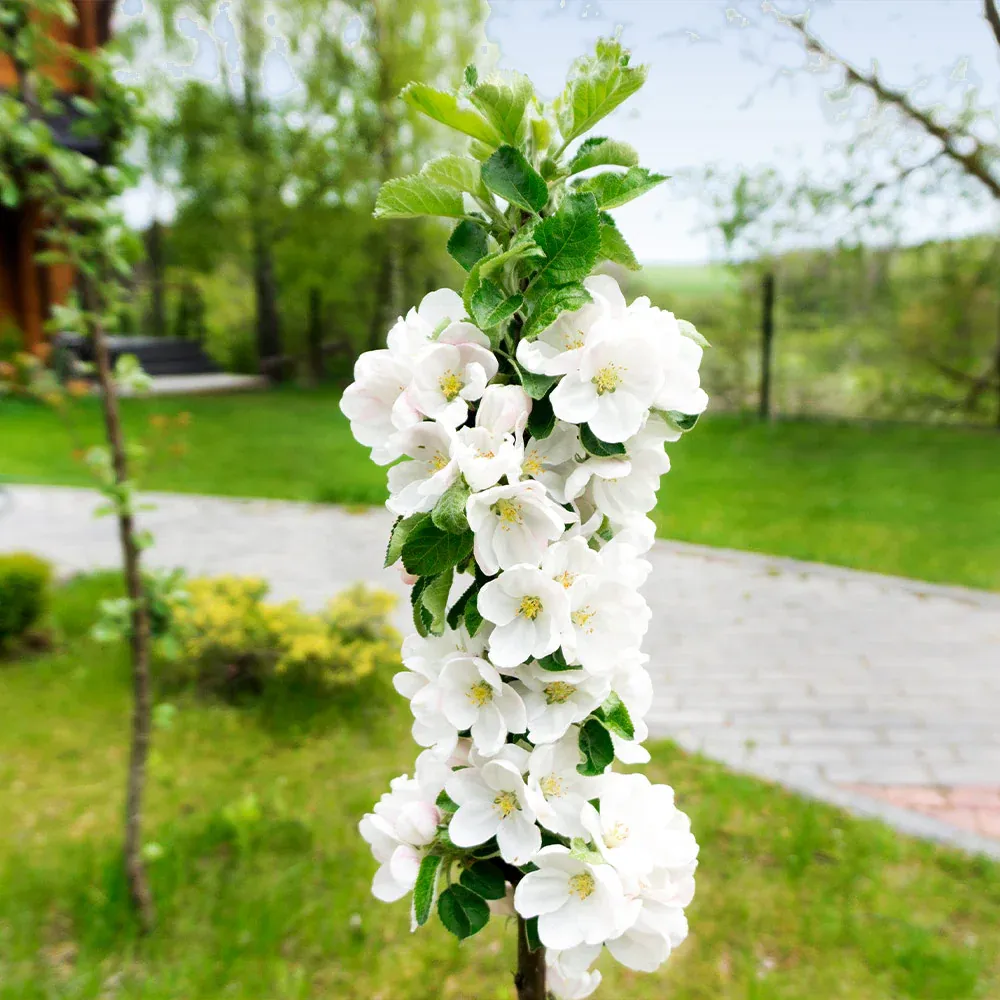 Fruit Snacks® Blushing Delight™ Columnar Apple Tree 2