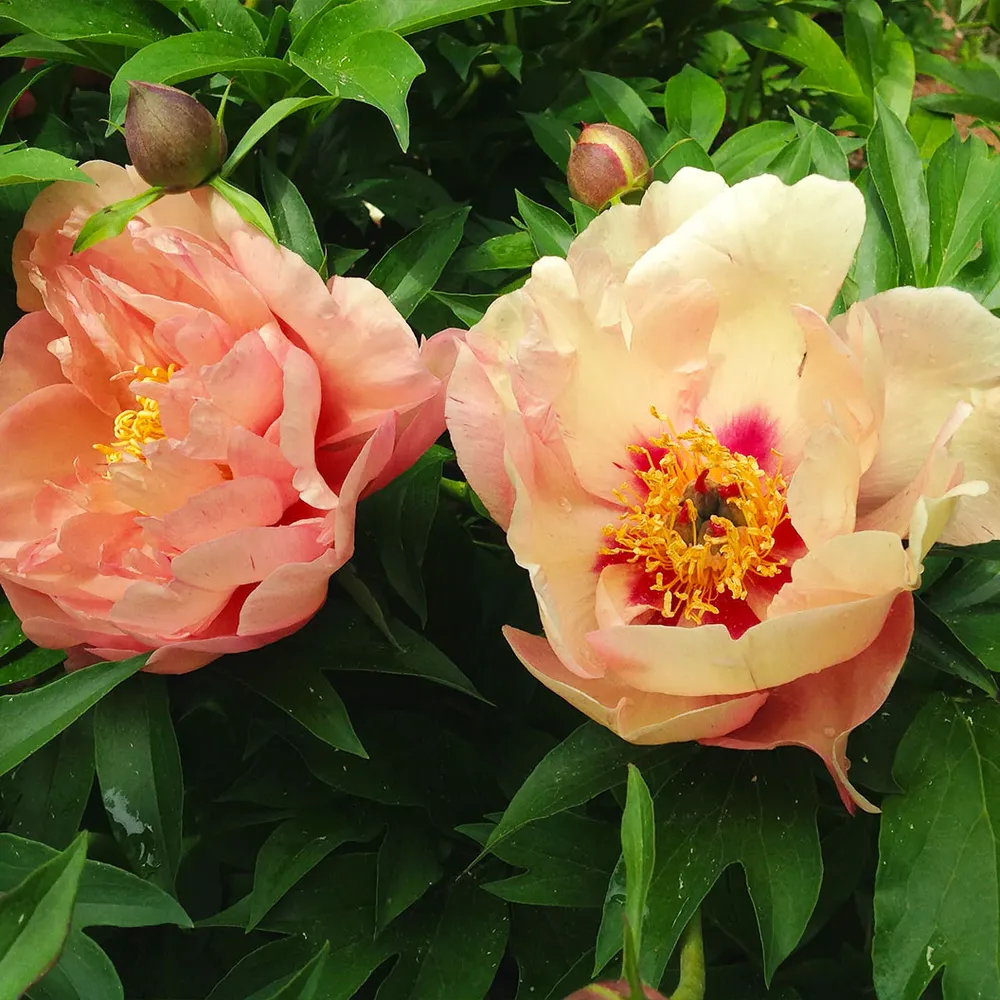 Summer Sunset Itoh Peony Plant - Intersectional Hybrid Perennial 1